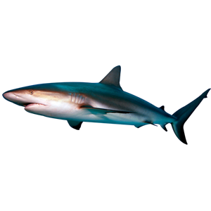 Shark PNG-18824